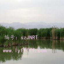 Ȼ