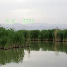 ʦ
