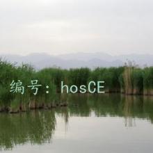 α