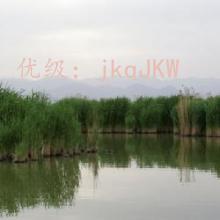 α