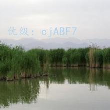 α