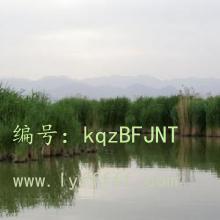 ʦ