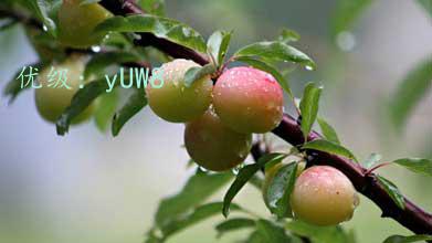 չ滮