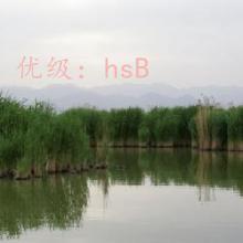ʦ