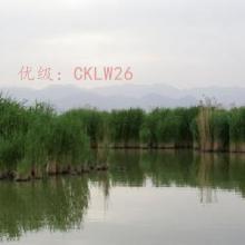 ޿