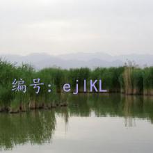 ʦ