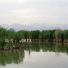 ʦ