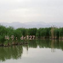 ޿