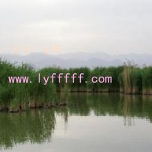 չ滮