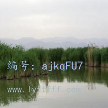 α
