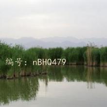 ޿