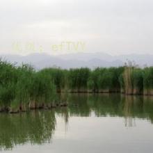 ı