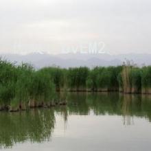 α
