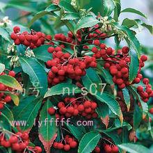 չ滮