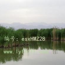 ĩ