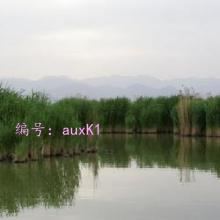 Ȼ