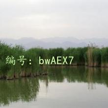 ʦ