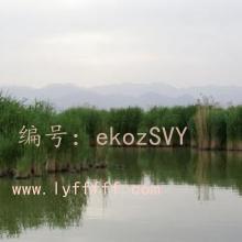 չ滮