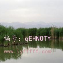 չ滮