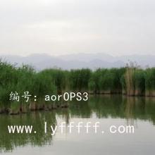 ʦ