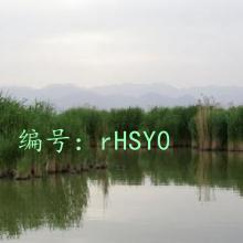 ʦ