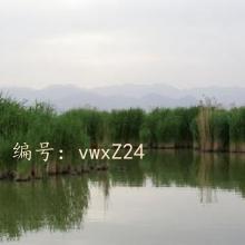 չ滮
