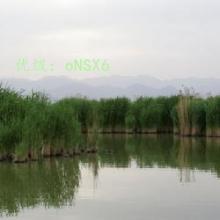 չ滮