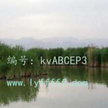 ζ