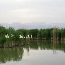 ζ