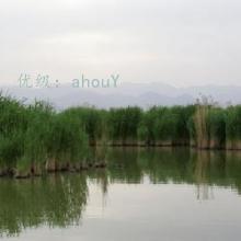 α