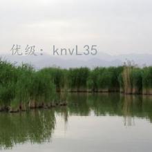 ζ