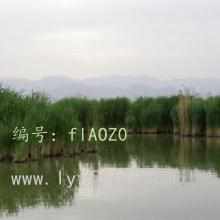 α