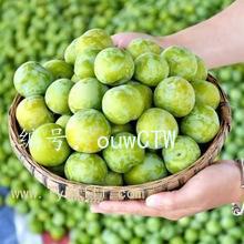 չ滮