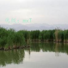 ʦ