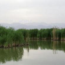 ζ