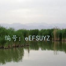 ʦ