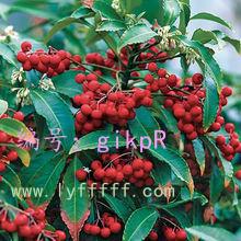 չ滮