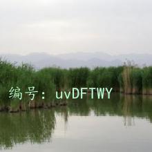 ޿