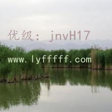 ʦ