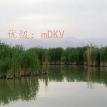 ʦ