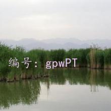 ޿