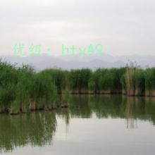 ʦ