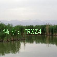չ滮