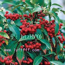 չ滮