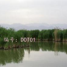 ʦ