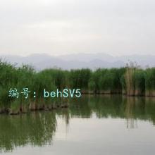 Ȼ