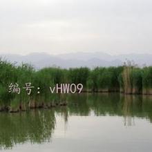 ޿