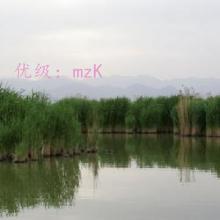 չ滮
