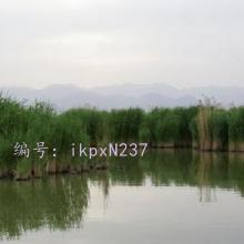 ޿