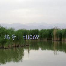 ʦ